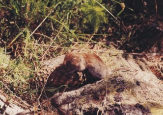 Bank vole (Clethrionomys glareolus)