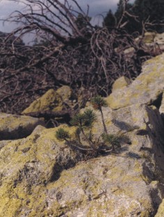 Pinus mugo - resurrection after fire