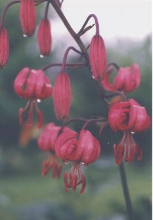 Lilium martagon